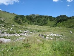 alpine meadow in summer