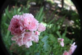 full pink flower in botanical garden