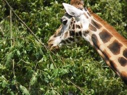 cute giraffe in a zoo