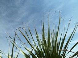 Green palm at the background of the blue sky