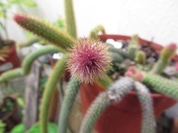 pink cactus branch, pot plant