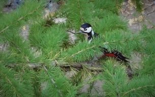 woodpecker on a conifer tree