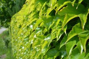 Green bright hedge