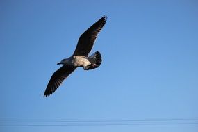 bird flight in blue sky