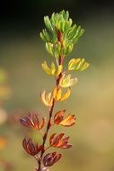 thin branch with different autumn foliage