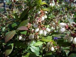 white bush flowers