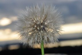 Dandelion seeds on the stem against the dark sky