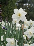 white daffodils in the garden