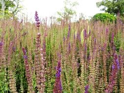 beautiful purple lavender in the field