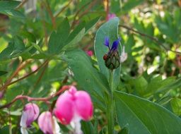 ladybug on blue cornflower
