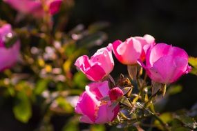 amazing flower pink plant