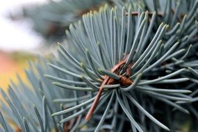 wonderful fir tree