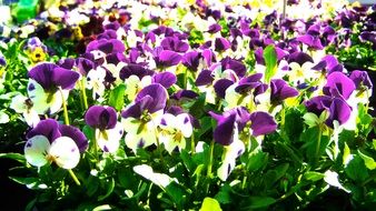 pansies at sunny spring day