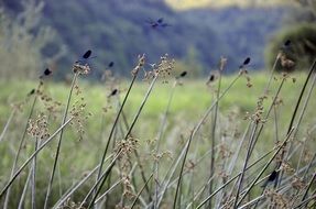 dragonfly over the meadow on a blurred background