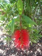 ornamental powder puff plant