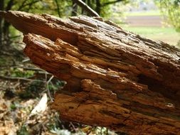 photo of a rotten tree trunk