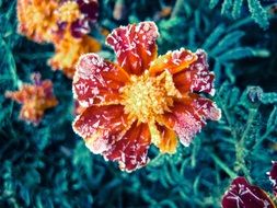 flowers on the bush in hoarfrost on a blurred background