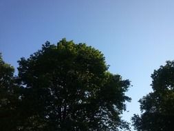 trees under a clear sky