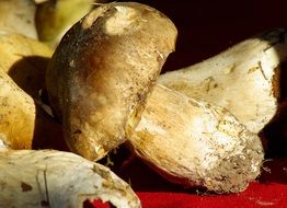 white mushrooms is an autumn harvest
