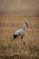 stork bird in the village