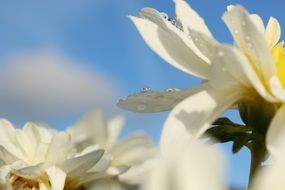 closeup of flowers after rain