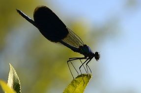 dragonfly insect with transparent wings