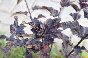 shrub fizokarpus in the garden