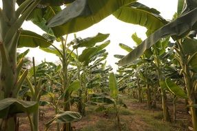 landscape of Thailand banana trees plantation