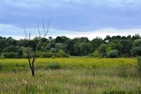 Landscape with the trees and the meadow in Poland