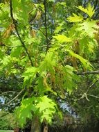 quercus coccinea tree