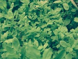 green leaves closeup on a blurred background