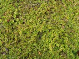 top view of green grass