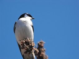swallow on branch, usa, ontario, wye marsh