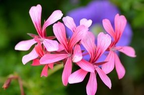 pink flowers in the meadow in summer