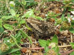 frog on a ground