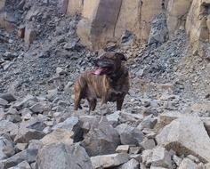dog on a stones