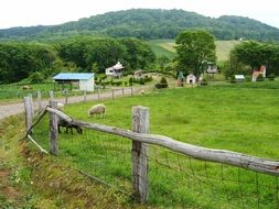 landscape of sheeps in Japan