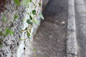 green plant on the sidewalk