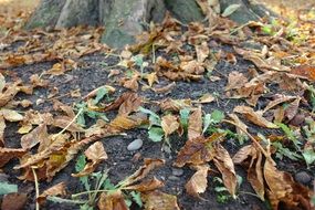 yellow autumn dry leaves near the tree
