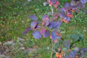 cotoneaster leaves on branches garden