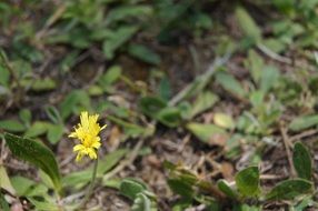 yellow lonely flowers of green plants