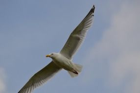 seabird in the blue sky