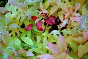 Autumnal leaves in Nature