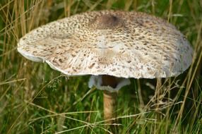 mushroom in dry grass
