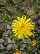 amazing thistle