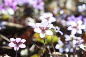 Hepatica is a genus of herbaceous perennials