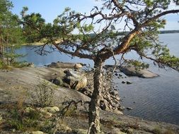 tree at the lake landscape