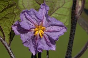 purple clotted flower close up
