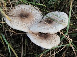 forest mushrooms in the grass