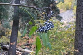dark berries on a bare branch in the forest